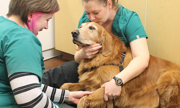 Veterinary-Lenexa-KS